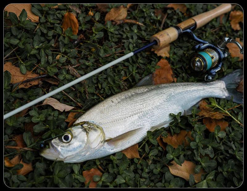 PureLure Reflex Arc Lure WT 0,5-12g BFS Casting Rod 6FT MF Action Toray Carbon mit Fuji SIC Ring Vollkork-Rolle für Forelle und Barsch – Detail 16