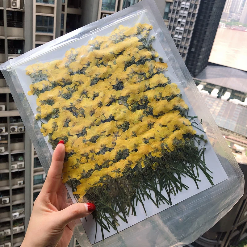 60PCS Bunga Ranunculus Kering  - Resin Art For Photo Frame ulasan dan harga