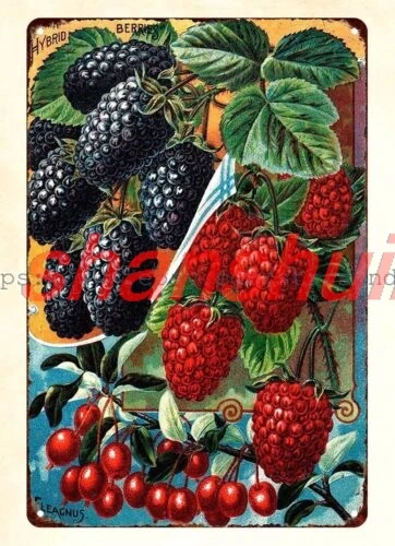 shui shop wall decor 1898 John Lewis Childs Hybrid Berries Elagnus metal tin sign 1pc