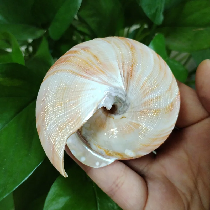 Natural Emperor\'s Slit Shell Orange Tower Snail Seashell Specimen Collection Aquarium Fish Tank Landscape Photo Props Decoration