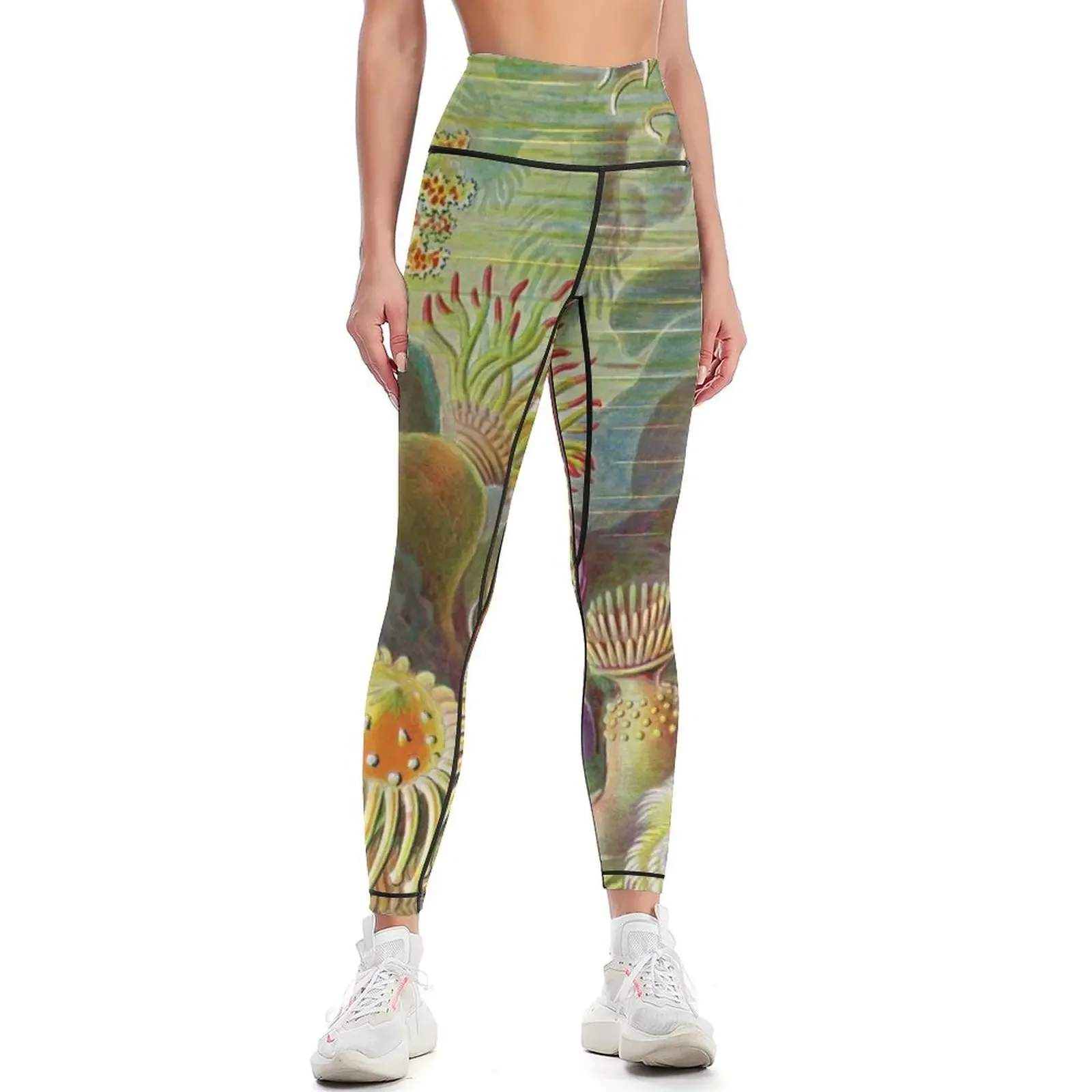 

Sea anemone - Ernst Haeckel Leggings legging gym Leginsy push up Women sports Womens Leggings