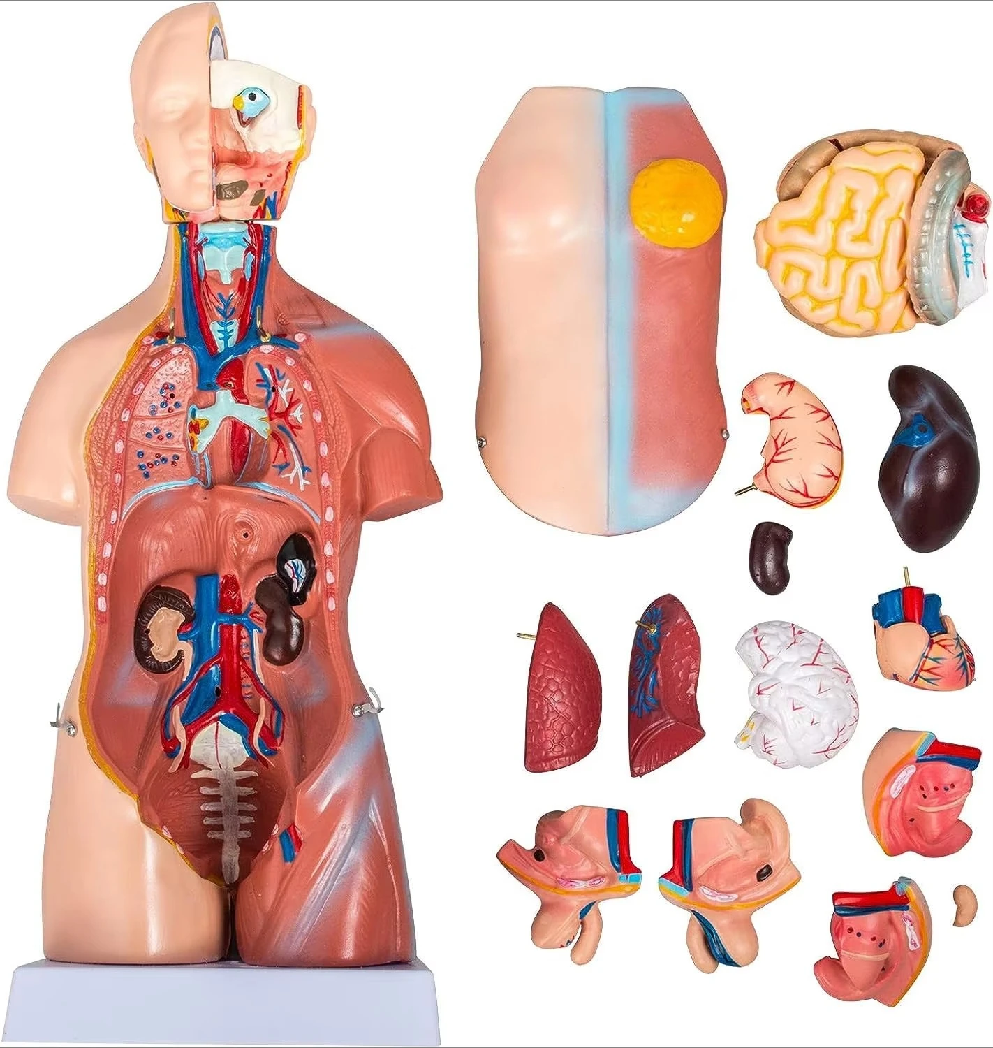 Medical Science 45CM 23Pieces Interchangeable Male and Female Torso Model Ideal for Medical Education,and Professional Learning