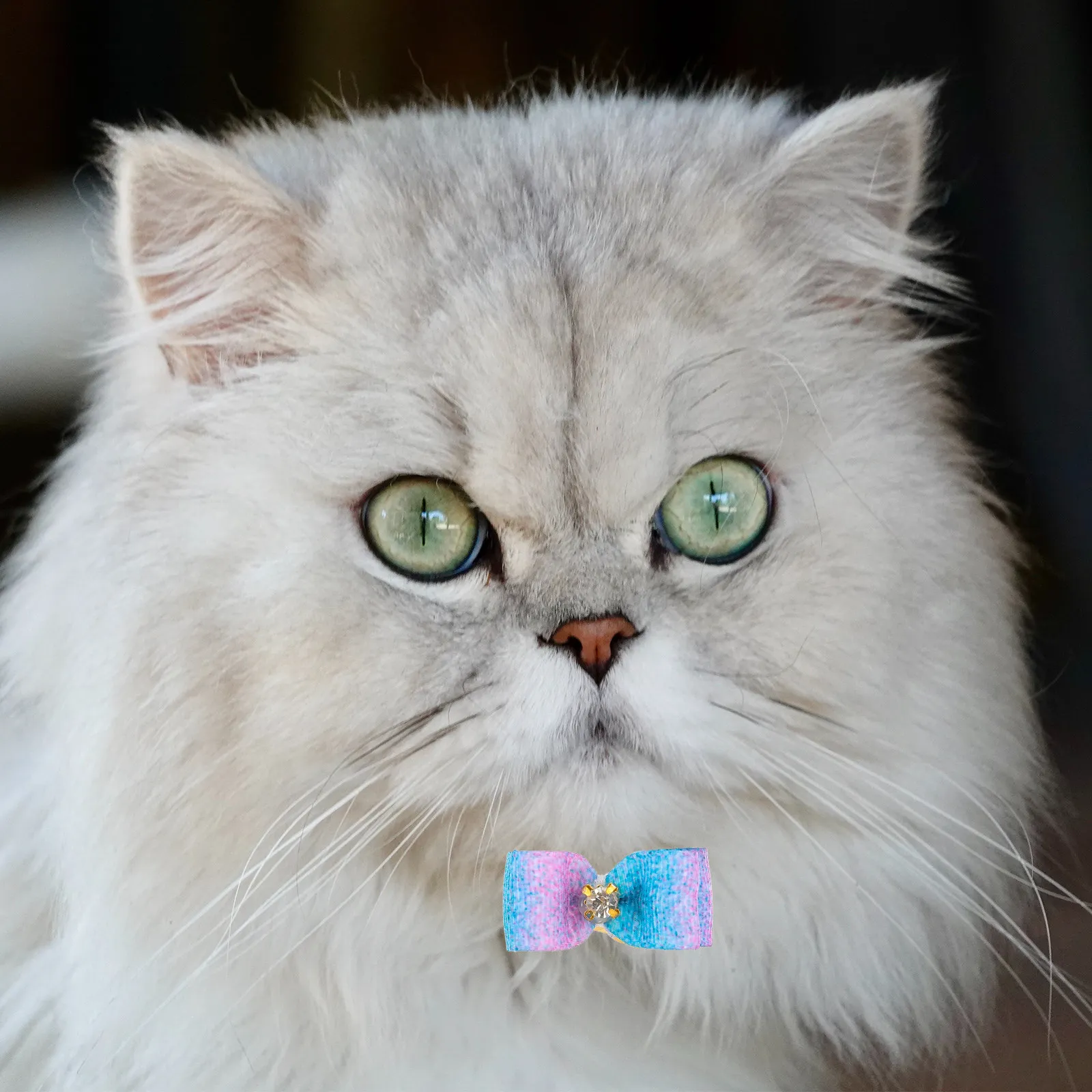 25Pcs Dog Cat Hair Bows Elastic Hair Tie Bowknots Stylish Pet Headdress for Outdoor Walking Grooming Competitions Social Visits