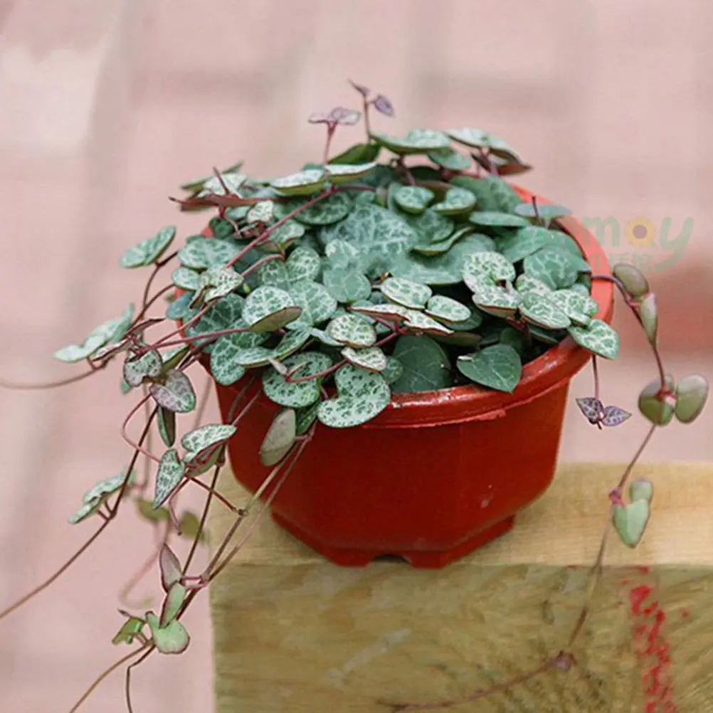 

Набор из 12 подвесных пластиковых цветочных горшков, прочные и долговечные, для кабинета, балкона, сада, декор