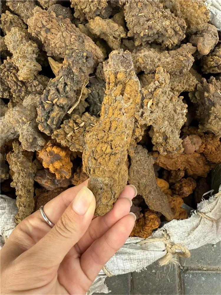 1000g COPROLITE Fossilized Dinosaur Poop Specimen Fossil Madagascar – Detail 2