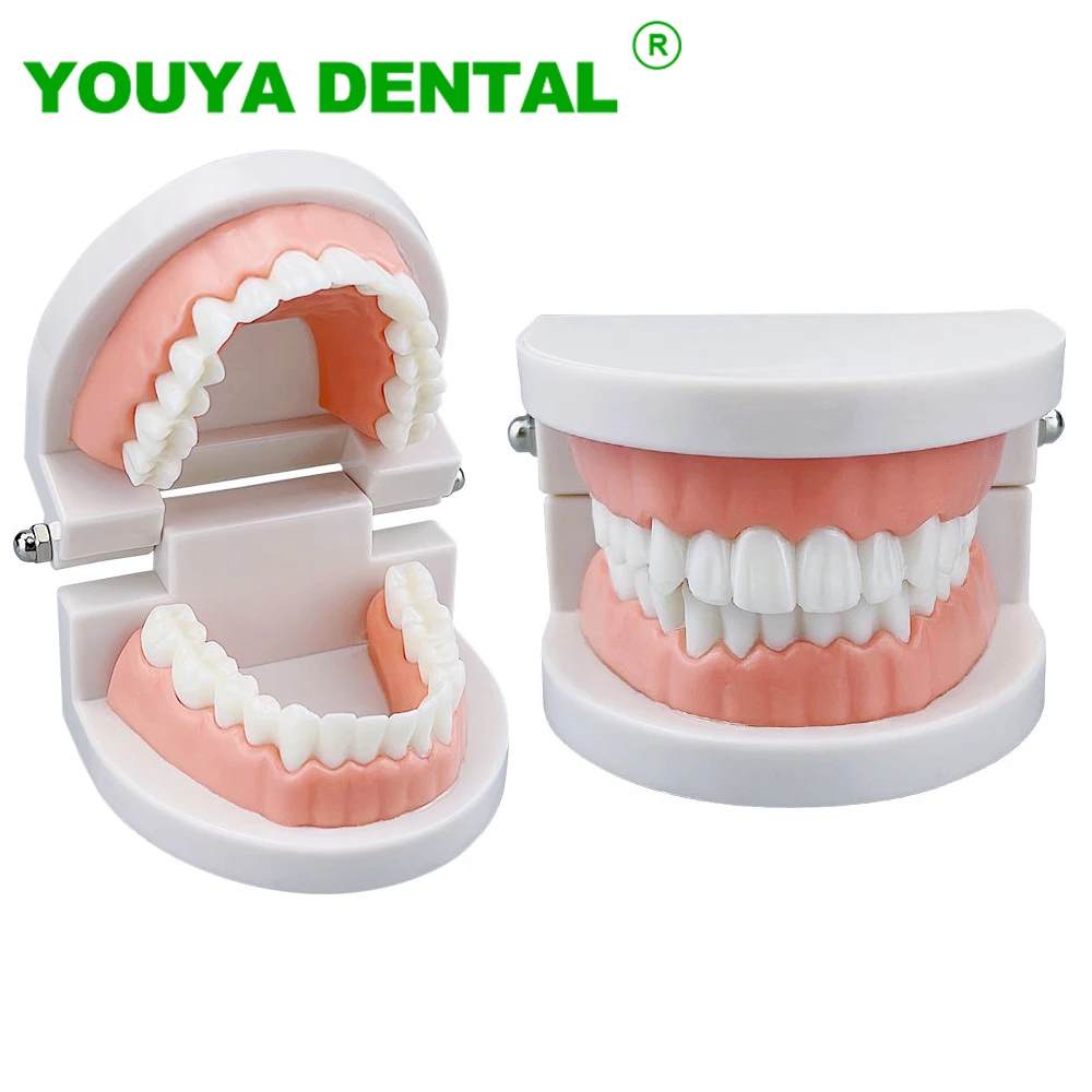 

Standard Teeth Model Dentistry Dental Teaching Study Typodont Children Kid Brushing Teeth Education Model Demonstration Tools