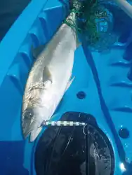 WEIHAI FSTK cuchara de jigging metálica larga súper delgada 20-30G