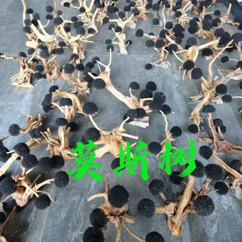 Fish Tank Landscaping Wood Water Plant Root Driftwood Tree Aquatic Plants Aquarium Grass Decorations Accessories (No Moss)