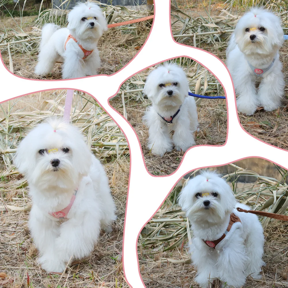 Thumbnail 4 - #73 Top Puppy Leads Picks for Every Budget