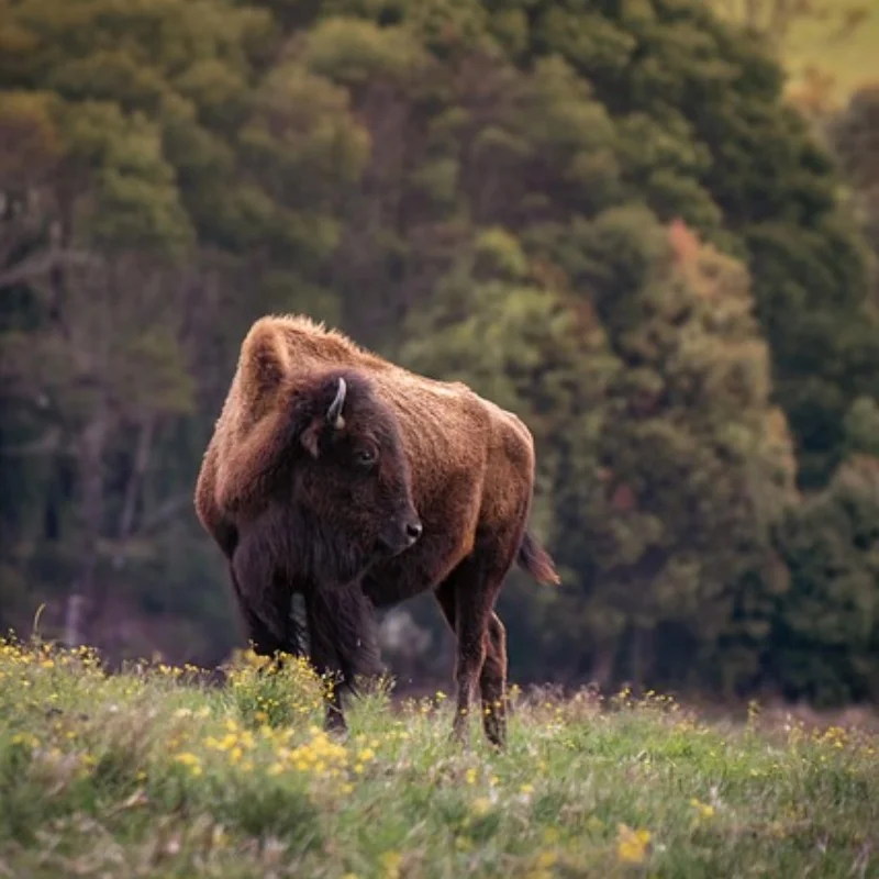 

1,9-дюймовая металлическая гальваническая красочная ступица колеса для 1/10 Trxs Trx4 Axial Scx10 Rr10 Wraith Rgt Crawler Радиоуправляемые автомобильные аксессуары
