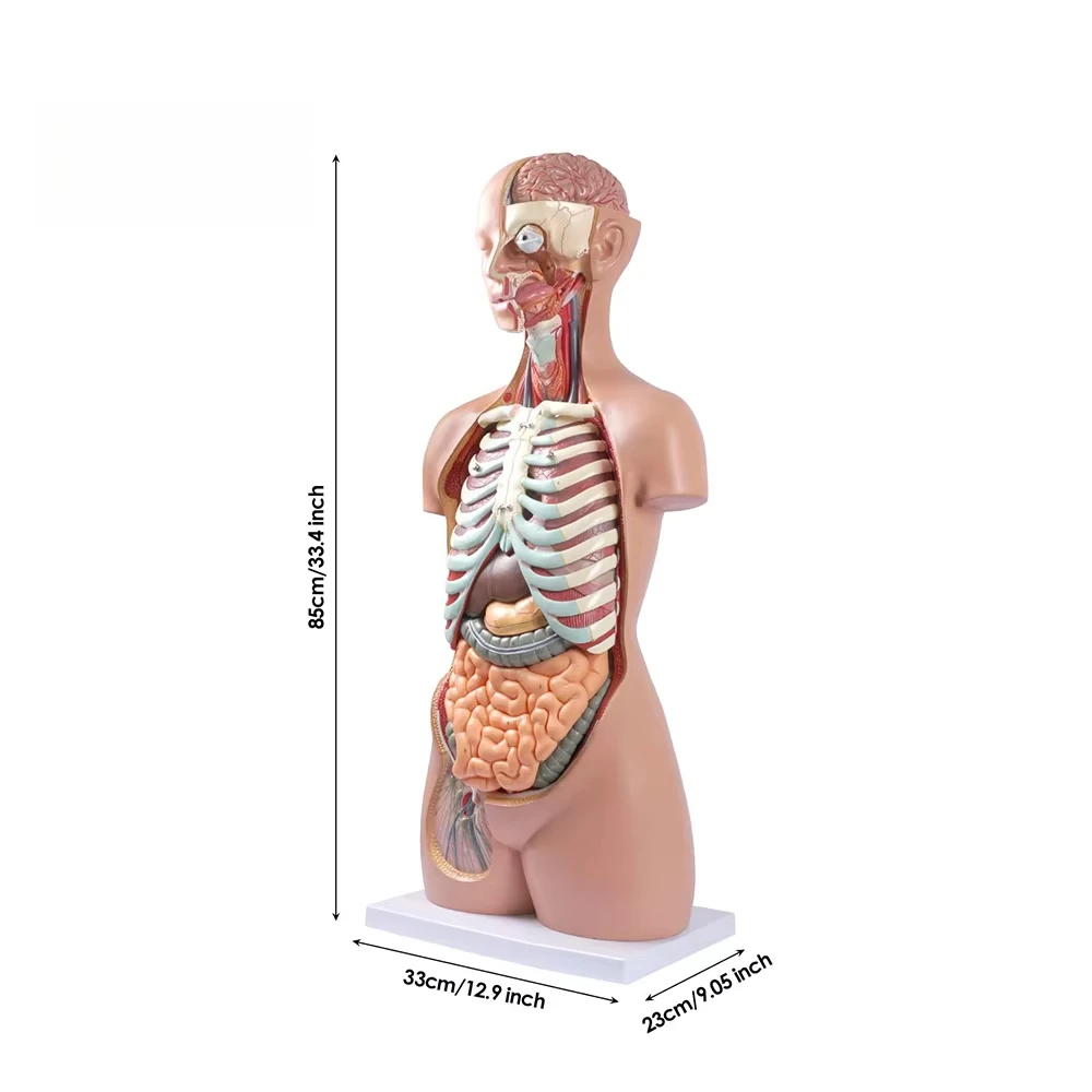Human 85cm Anatomy Torso Model Sexless Torso Manikin 20Parts  Medical Science Nurse Training PVC Educational Demonstration Model