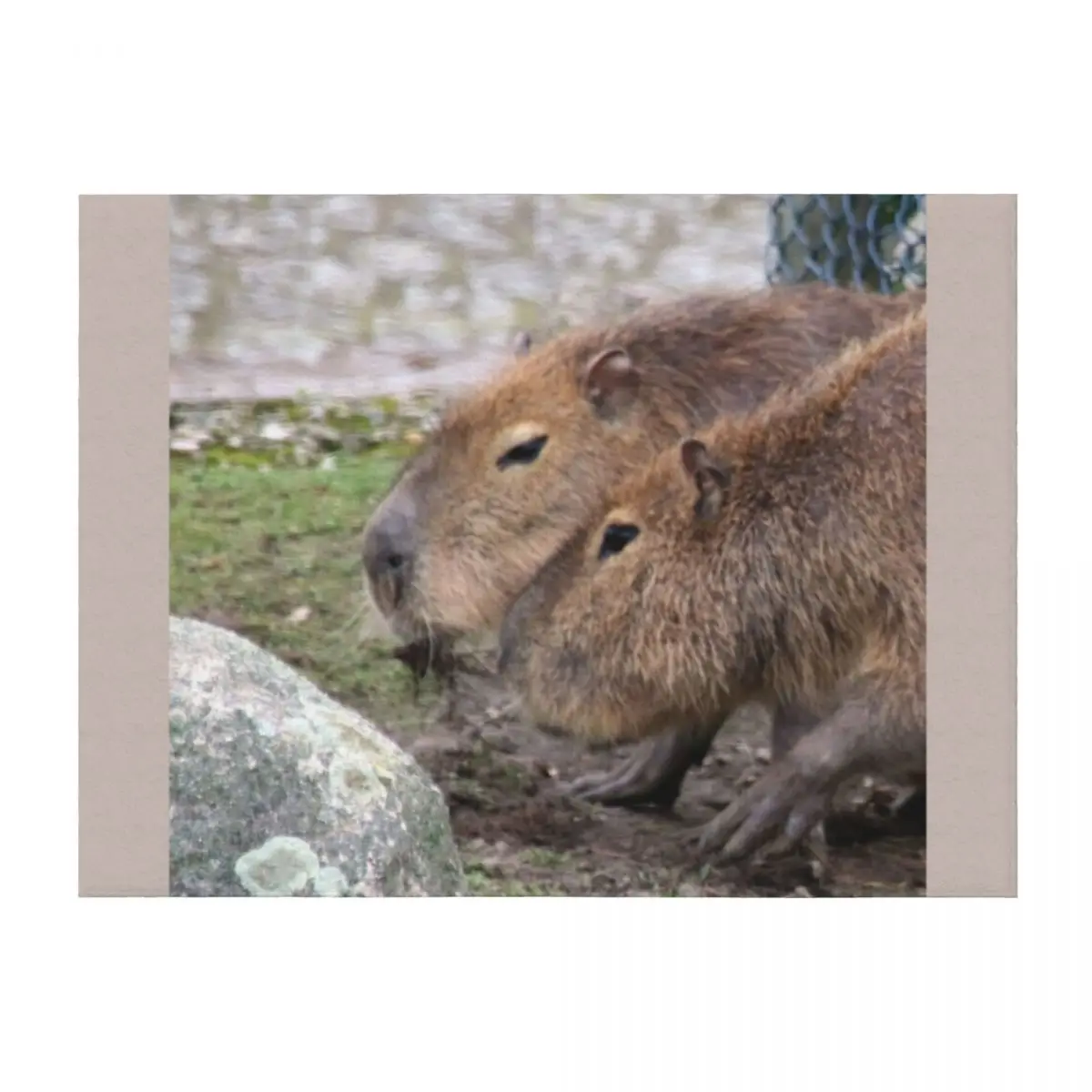 

Capybaras Throw Blanket Nap anime Bed linens Comforter Blankets
