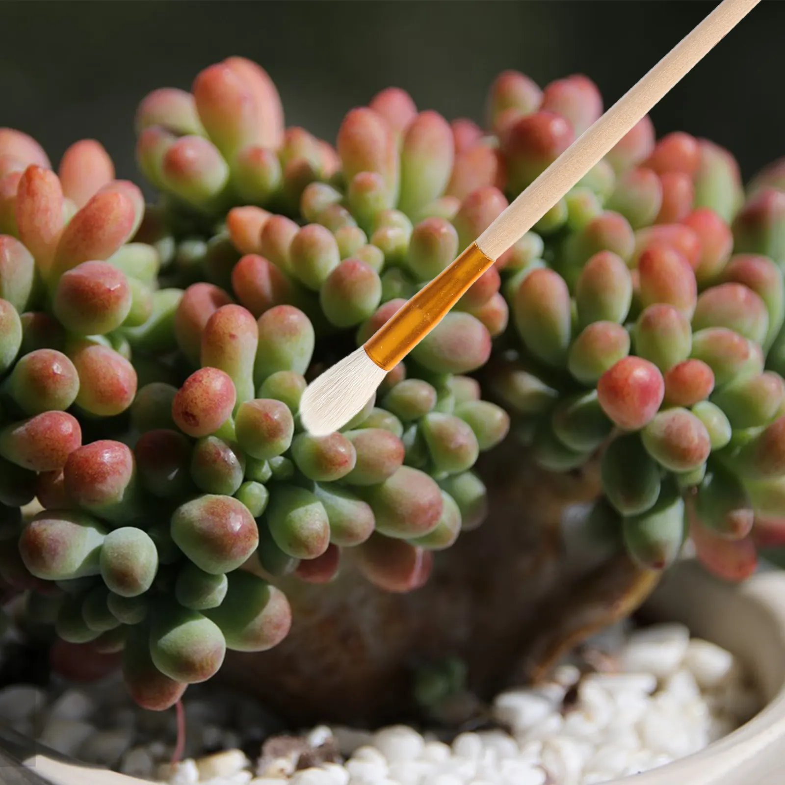 

Набор из 5 пыльцевых кистей для суккулентов, плодовых деревьев, овощей, томатов, перца, клубники – инструмент для опыления в саду