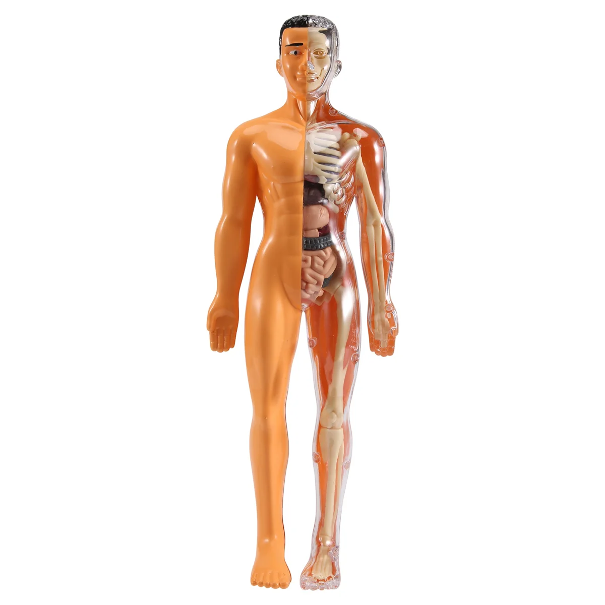 

X55A-3D Human Body Anatomy Model Children Plastic DIY Skeleton Toy Science Early Learning Aids Educational