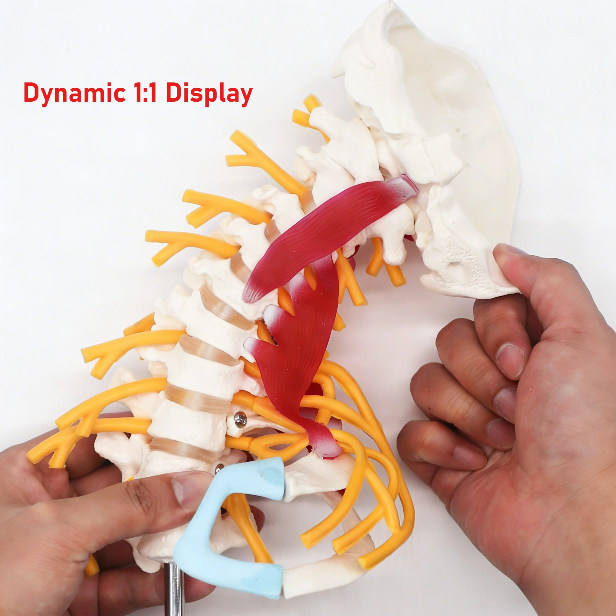1:1 حجم الحياة الإنسان العمود الفقري العنقي تشريح نموذج الأعصاب التشريحية دراسة العلوم الطبية أدوات التدريس #1