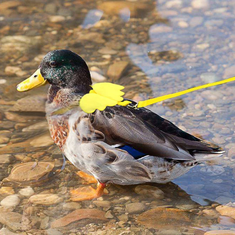 Adjustable Call Duck Harness Leash Rope for Cats And Dogs Small Animal Training Walking Towing Pet Supplies