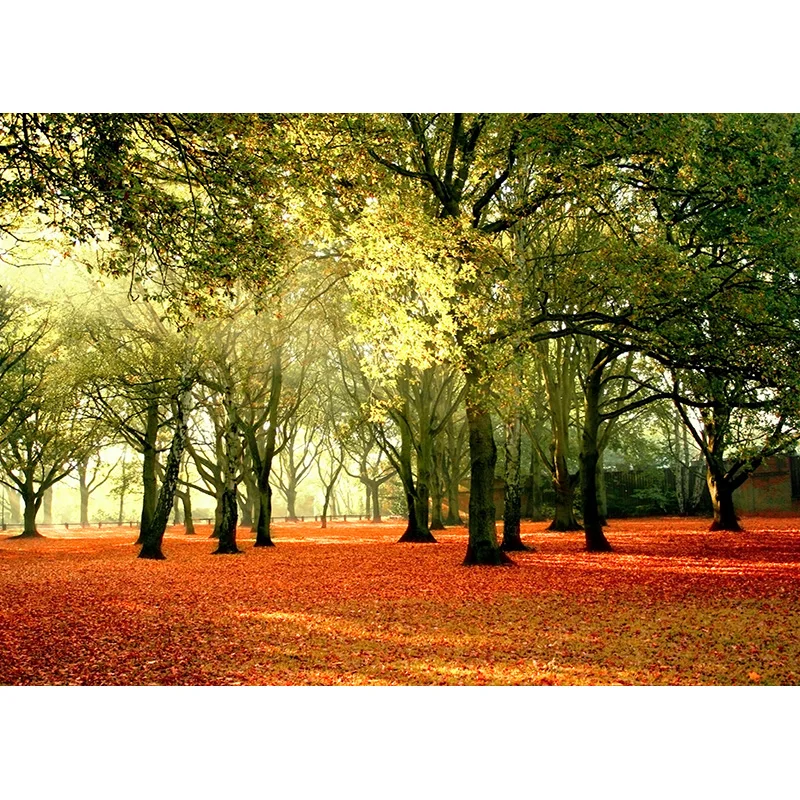 Phong Cảnh Thiên Nhiên Nền Chụp Ảnh Rừng Lúa Mì Lĩnh Vực Cảnh Quan Du Lịch Hình Phông Nền Phòng Thu Đạo Cụ 21512 ZRFJ-05