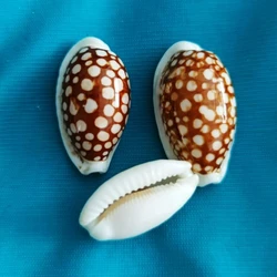 Cypraea Cribraria Natural Rare Sea Snail Shell Specimen Snail Collection Home Decoration Beach Decor Sea Shells