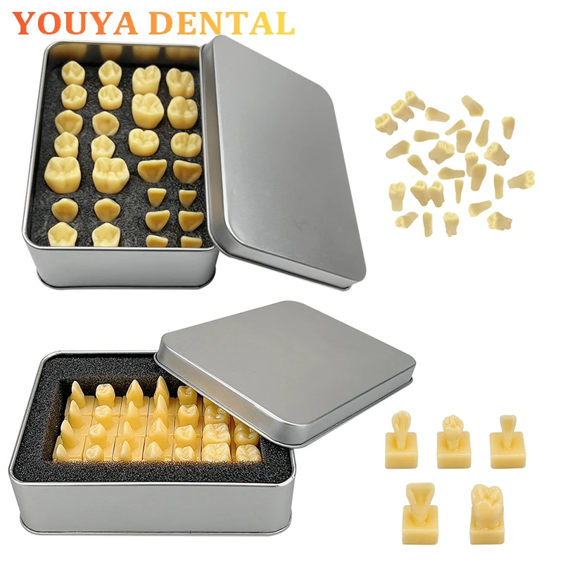 

28pcs Carving Model Teeth Teaching Model 1.2/2 times Dental Teaching Practice Standard Tooth Structure Carving Learning Tool