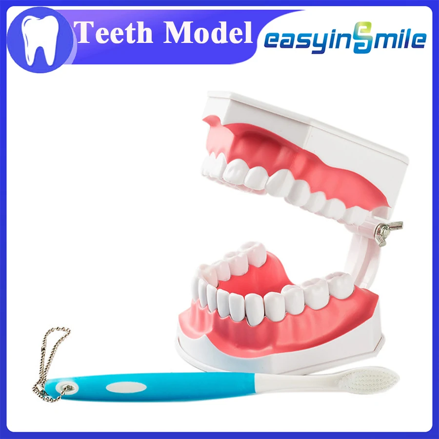 

1Pcs EASYINSMILE Dental Teaching Typodont Model Large With Removable Teeth Colgate