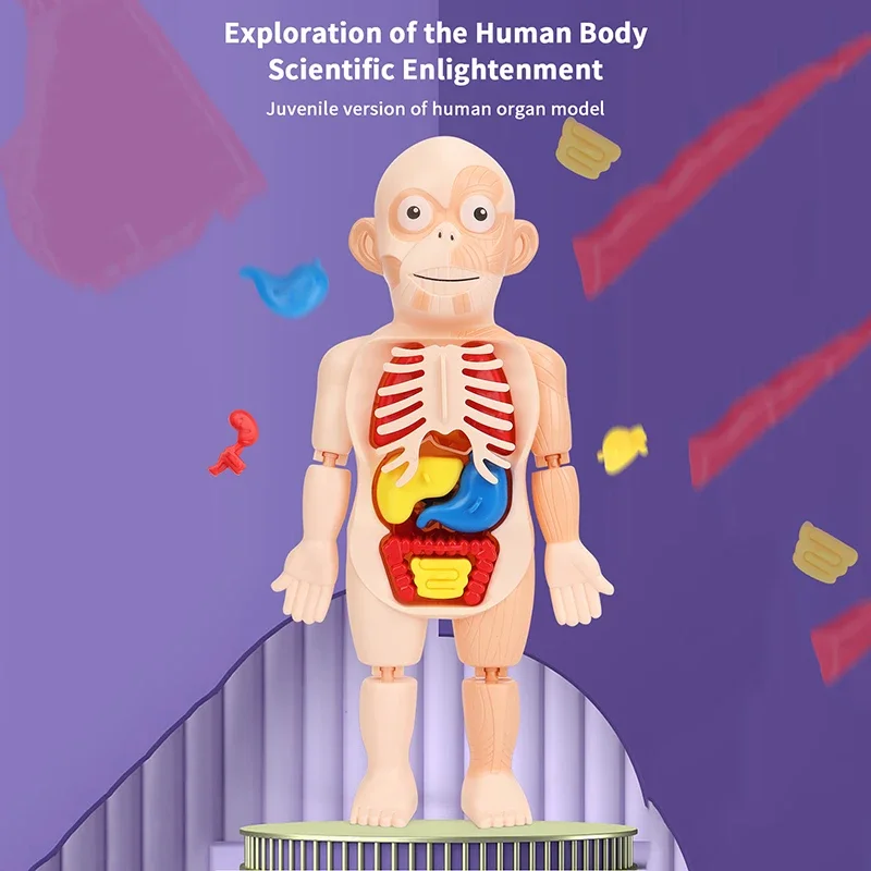 Juego de 15 Uds. De juguetes Montessori para niños, educación científica, modelo de anatomía de órganos del cuerpo humano, juguetes médicos ensamblados DIY, herramientas de enseñanza