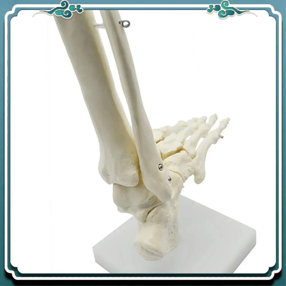 

Простая в использовании 1:1, анатомическая модель стопы человеческого скелета, стопа и лодыжки с хвостовиком, анатомическая модель, анатомические обучающие ресурсы