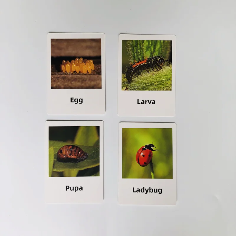 ชุดของเล่นการเรียนรู้ชีวิตวงจรของเต่าทองพร้อมการ์ดฝึกทักษะการเรียนรู้และรูปแบบต่างๆ วัสดุชิ้นงานชีววิทยาแบบมอนเตสซอรี่ เกมการศึกษาสำหรับเด็ก