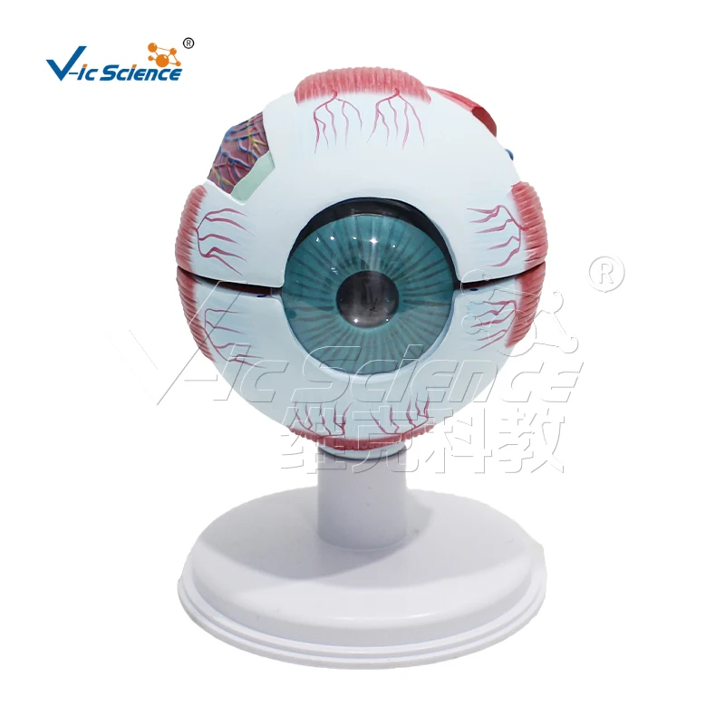 Anatomic model of eyeball with 6-fold magnification