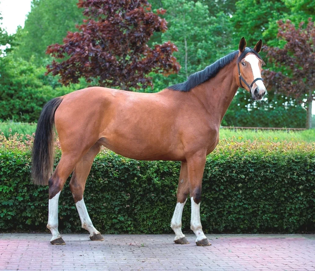 

Waterproof Custom Hardware Draft Horse Headcollar Synthetic and Nylon Padded Design Personalized Fit for Large Horses