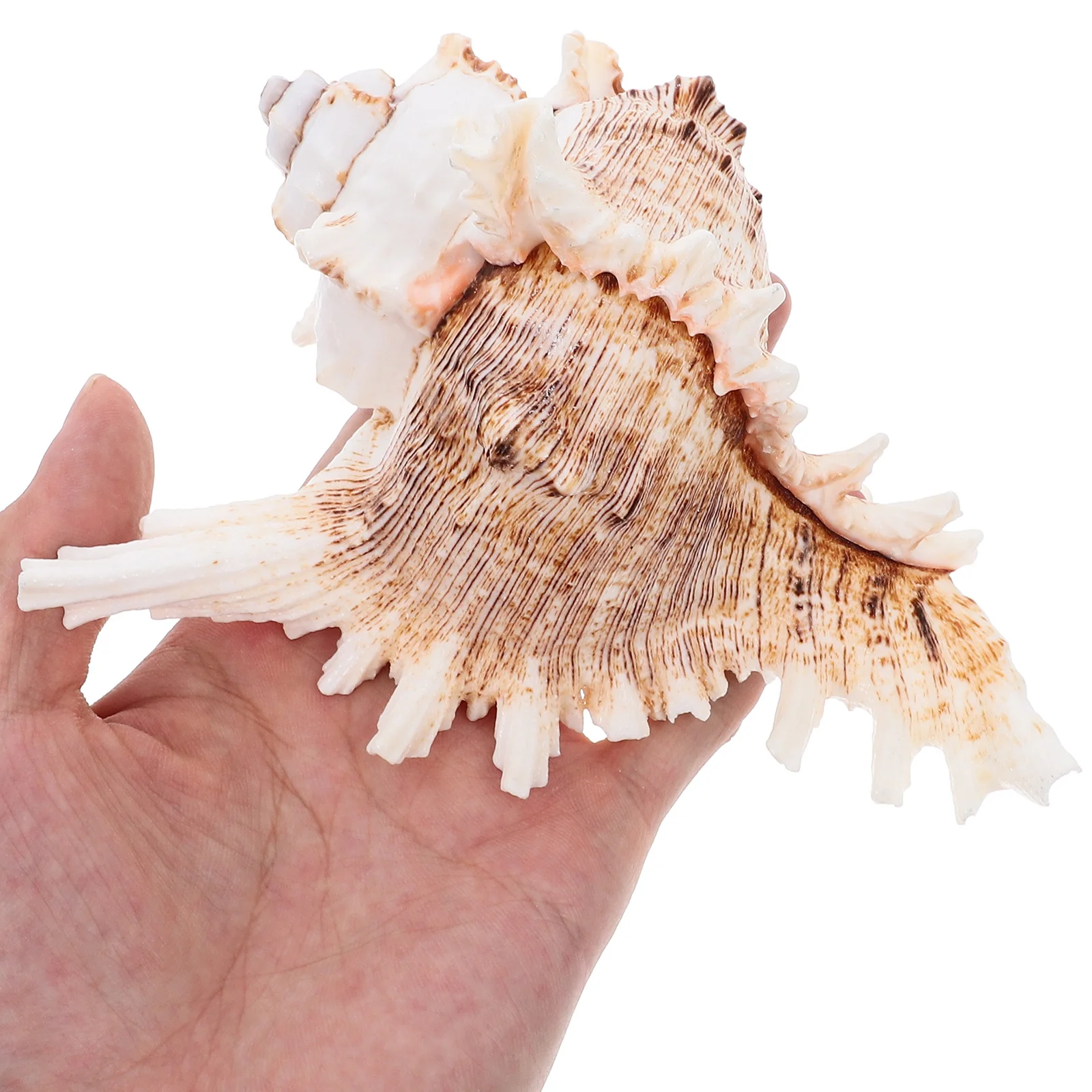5.5-6.2 Inch Large Conch Shells Natural Sea Shell Decor for Fish Tank Wedding Centerpiece Photography DIY Home Ocean Theme