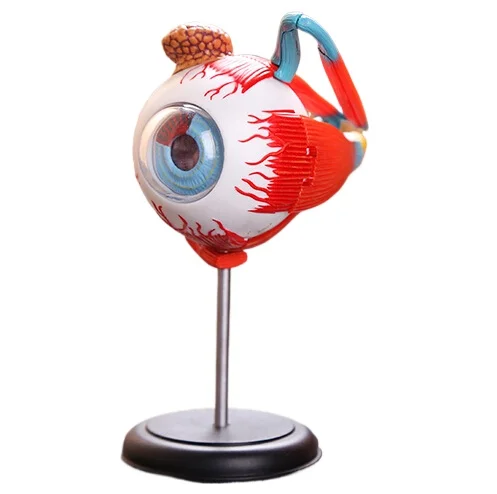 

3d eye model 32 pcs assembled human anatomy model new 3D structure of the eye puzzle