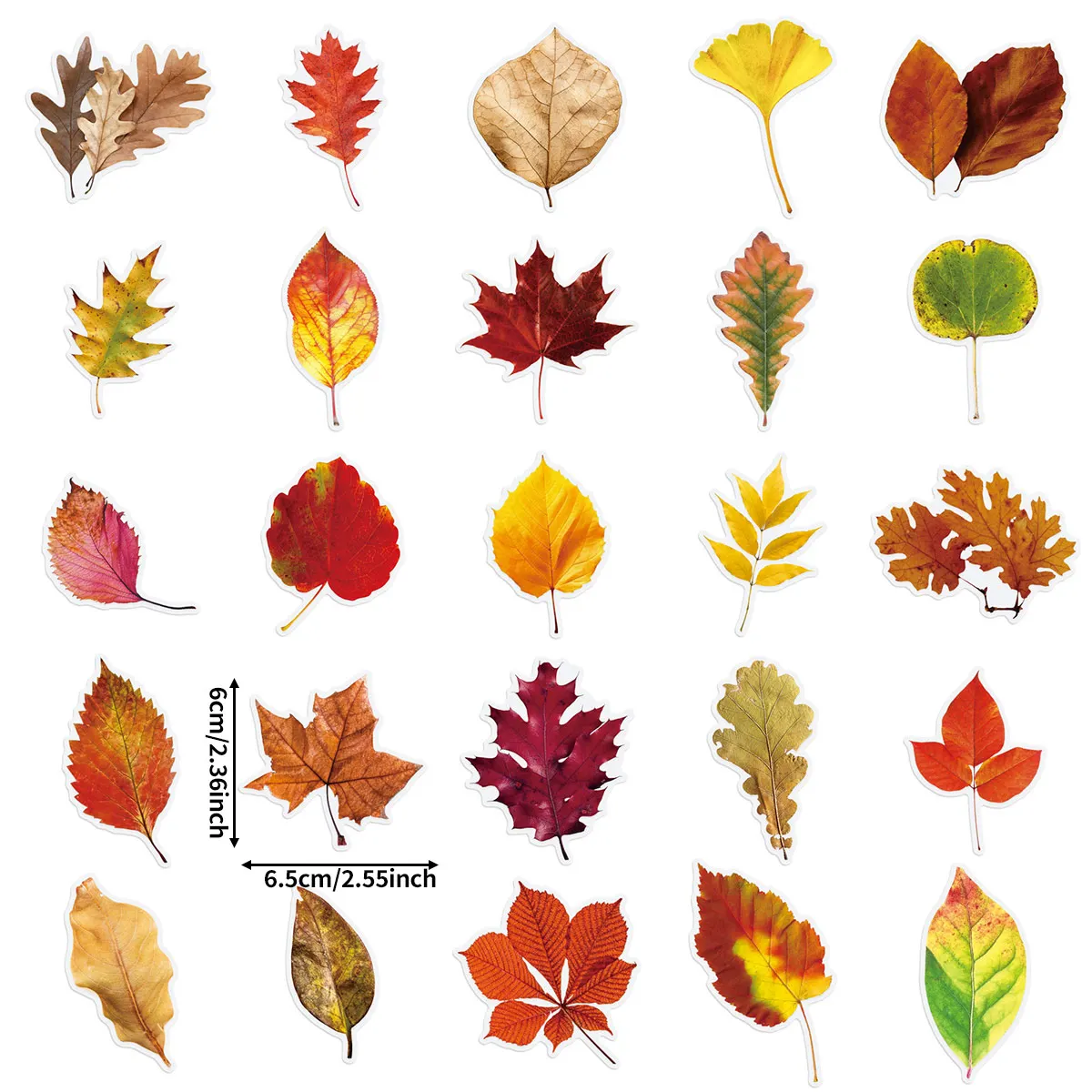 50 Autumn Leaf Stickers with Realistic Maple and Oak Leaf Elements for DIY Journal Decoration Materials
