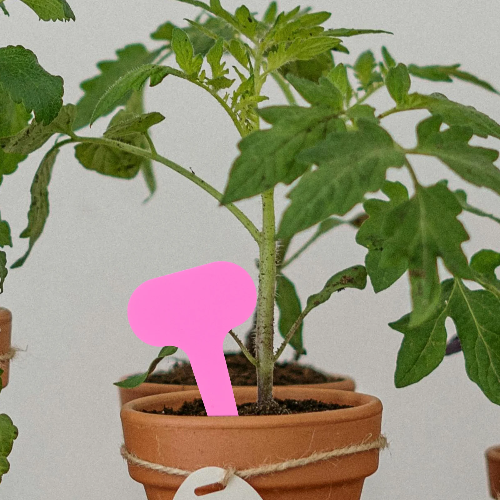 

600Pcs Waterproof Garden Labels T Tags for Plant Markers Heavy Duty Reusable Non Toxic Soil Safe for Outdoor Indoor Use