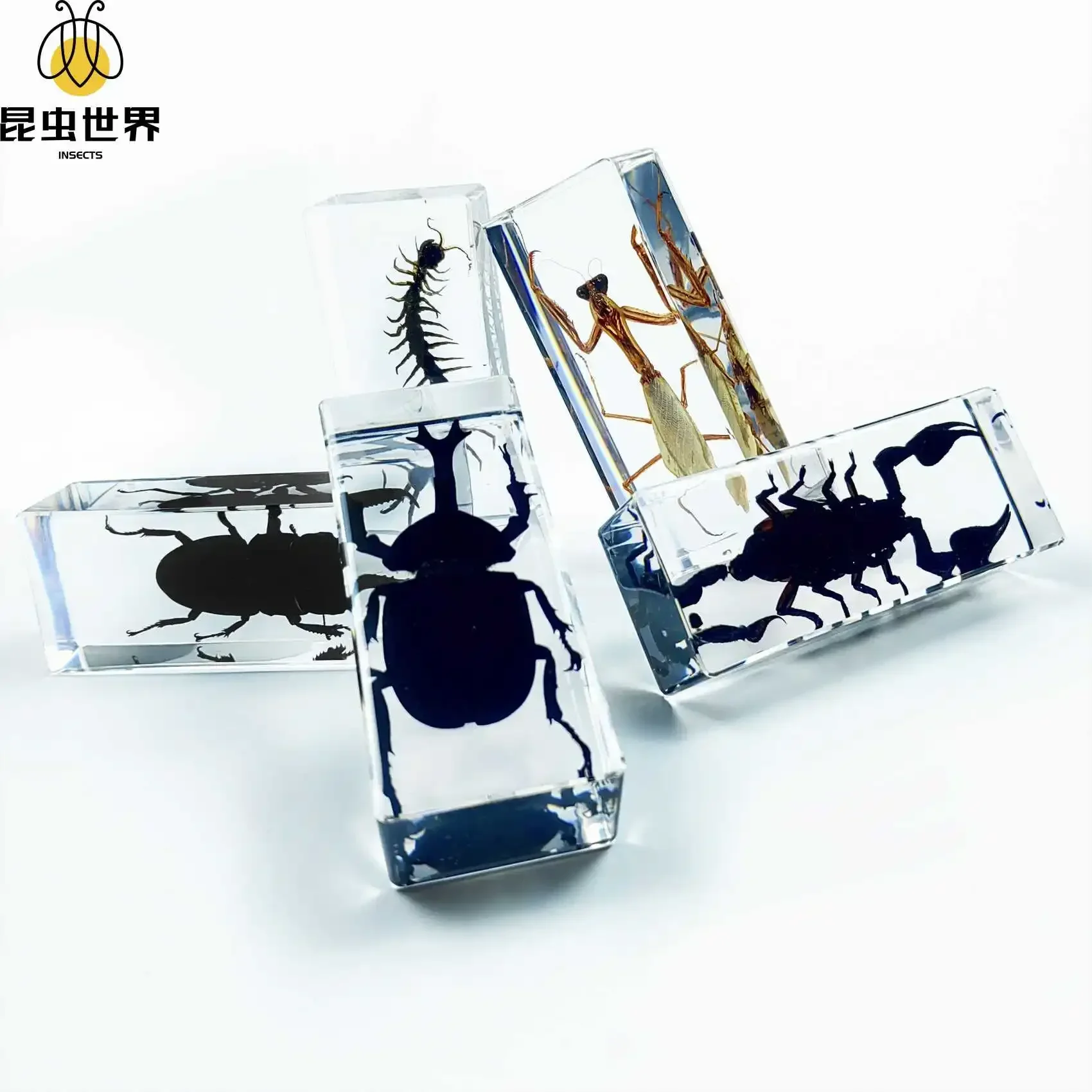 22 Style Real Insect Specimen Transparent Resin Observation on Beetle Locust Spider Scorpion Golden Turtle Kindergarten Statue