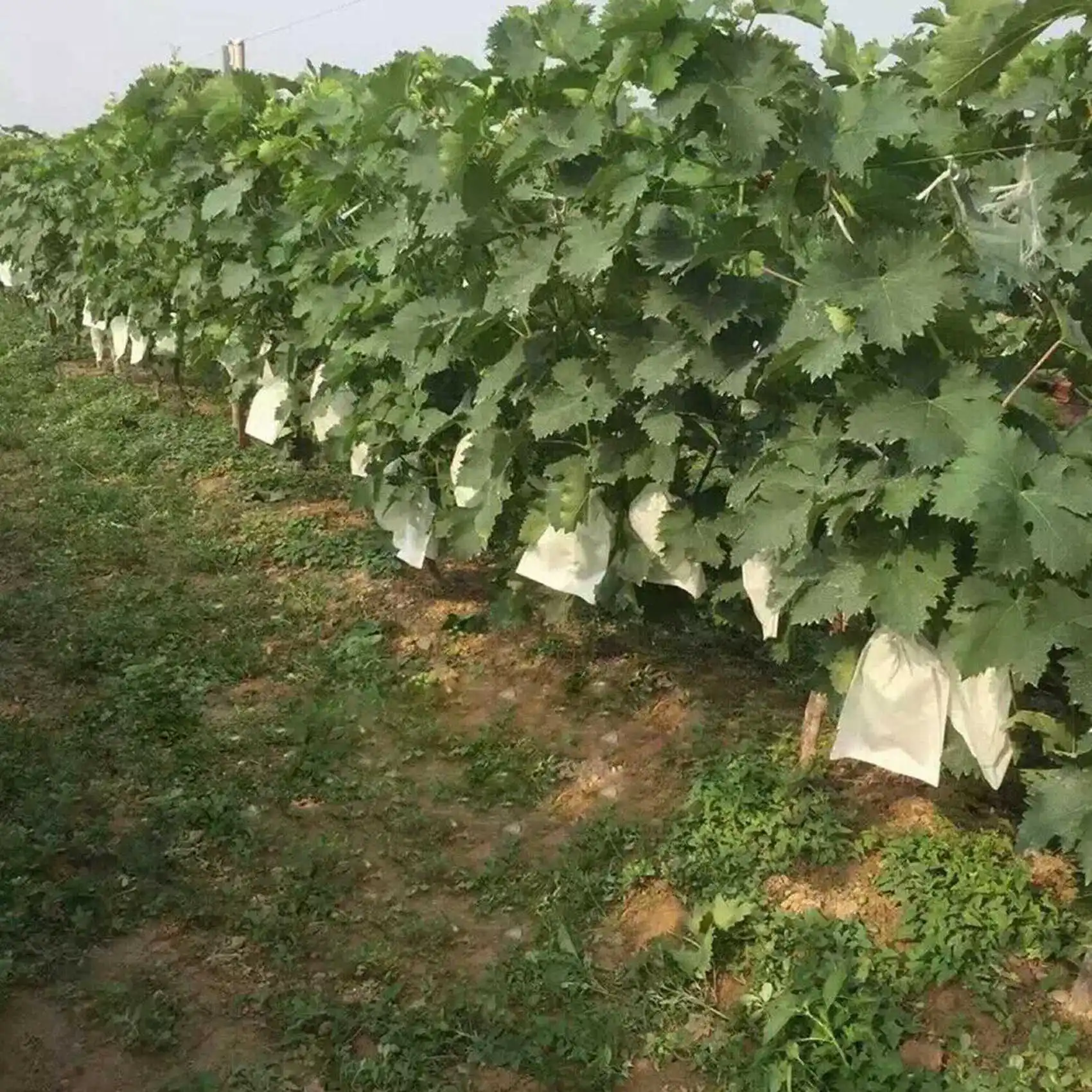 

MOPHE-200PCS Garden Plant Fruit Cover Protect Net Mesh Bag Against Insect Bird Pest