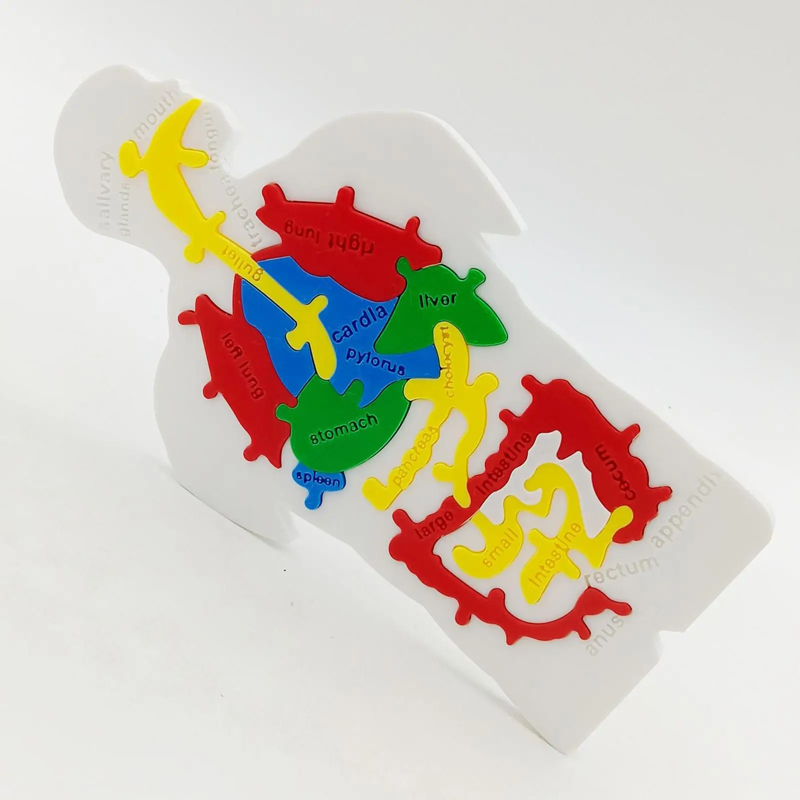 

Human Body Model For Kids Human Internal Organs Jigsaw Model Scientific Cognition Toy For Toddler Boy Child Teenager Student
