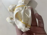 Animal Skull specimen Study Collectibles 1pcsUnusual Halloween Decoration Collection Teaching