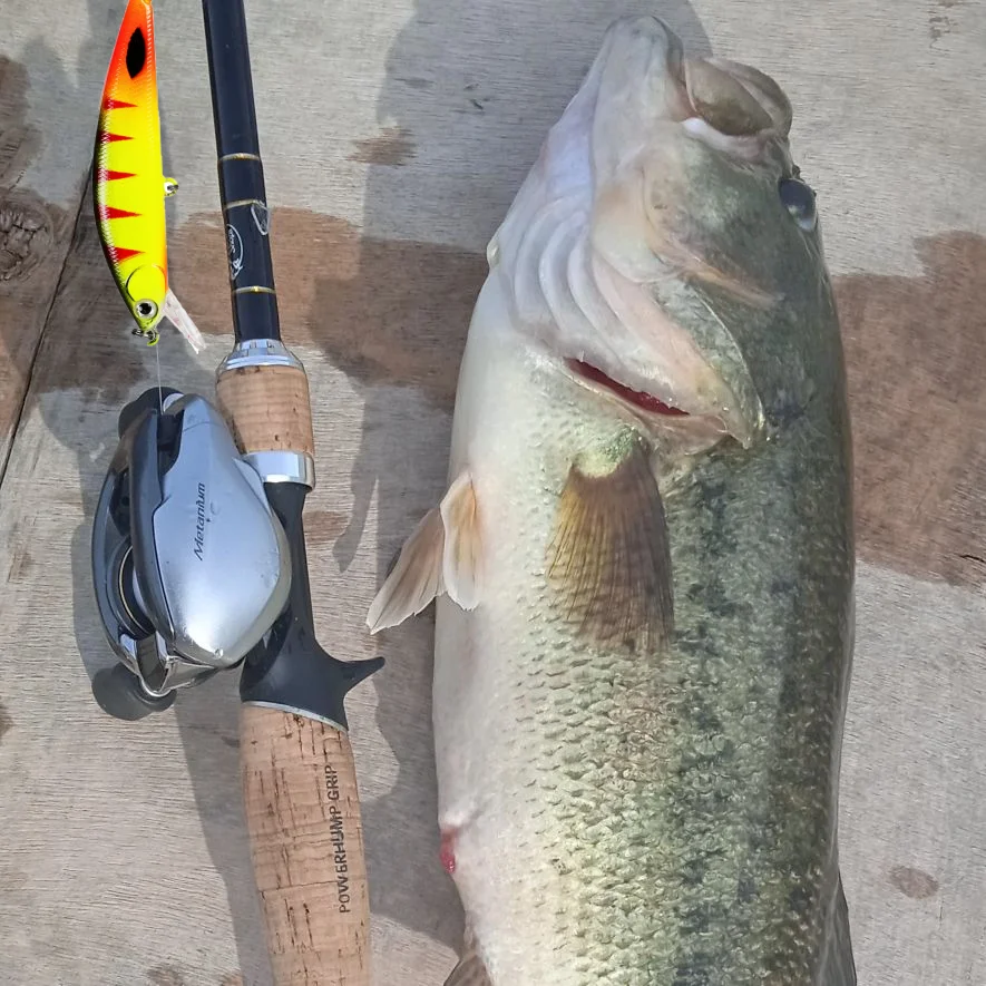 2026 غرق أسماك الصيد السحر 63 مللي متر 8 جرام Jerkbaits Wobblers الطعوم الصلبة ل Panfish سمك السلور Walleye Ima Sukari 63HS Pesca معالجة
