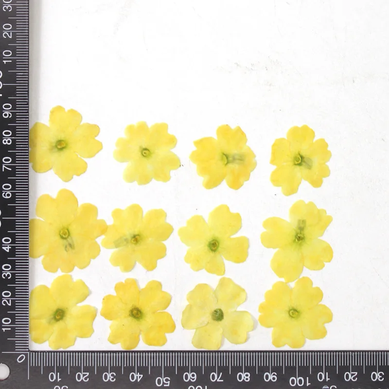 12 Stück, echte getrocknete Blumen, Prägematerialien, DIY-Zubehör für Epoxidharz, für Handyhüllen, Nagelkunst, Gesichtsaufkleber, handgefertigte Dekoration – Detail 15