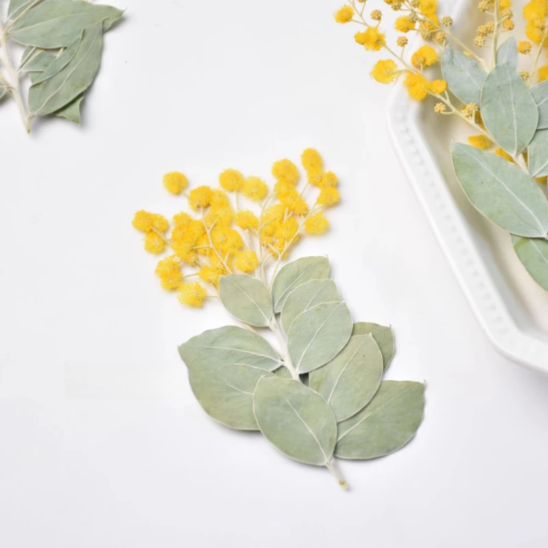12pcs,Natural Acacia Branches with Leaves DIY Dry Flower Plant Photo Frame Phone Case Epoxy Jewelry Embossed Face Petal Makeup