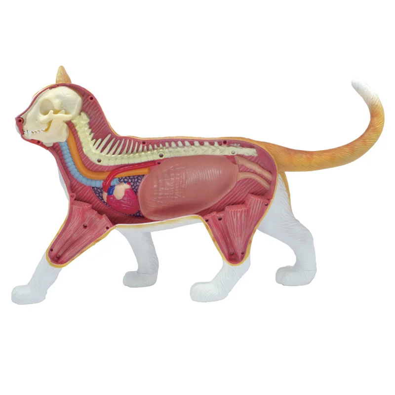 4D Orange Cat  Anatomical Model Simulation Animal Biological Organs Skeleton Anatomy Medical Teaching Tools