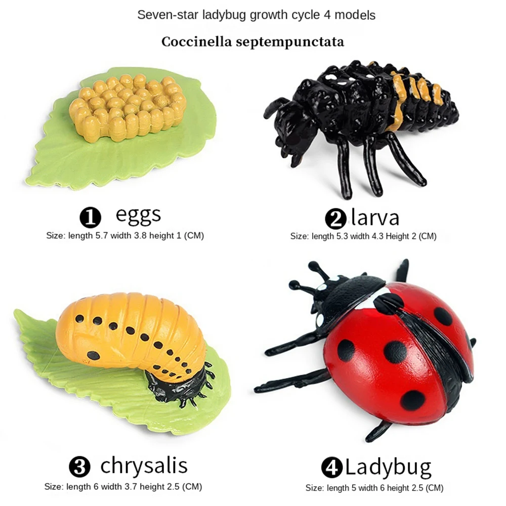 Life Cycle Figurines of Butterfly Spider Bee Ladybug Dragonfly, Plastic Insect Bug Figures Toy, School Project for Kids