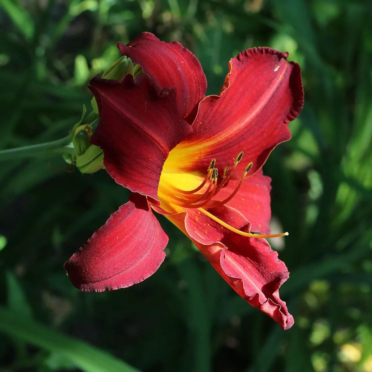 145 Uds. Semillas de Hemerocalis Rojo Vino Aterciopelado, Flor Vivaz Resistente de Larga Floración para Jardín, Bordes y Macizos