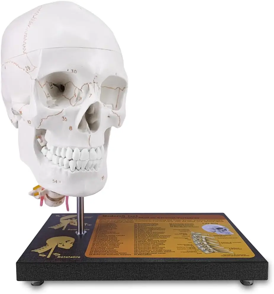 Life Size Human Skull on Cervical Vertebrae Anatomical Model Spinal Nerves & Arteries for Medical Student Demonstrate Education