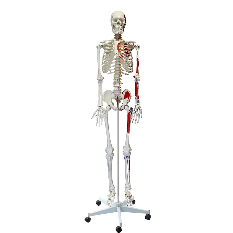 

Numbered with Muscles Medical Skeleton Model,170cm Life Size Human Skeleton Model for Anatomy Science Supplies Halloween Decor