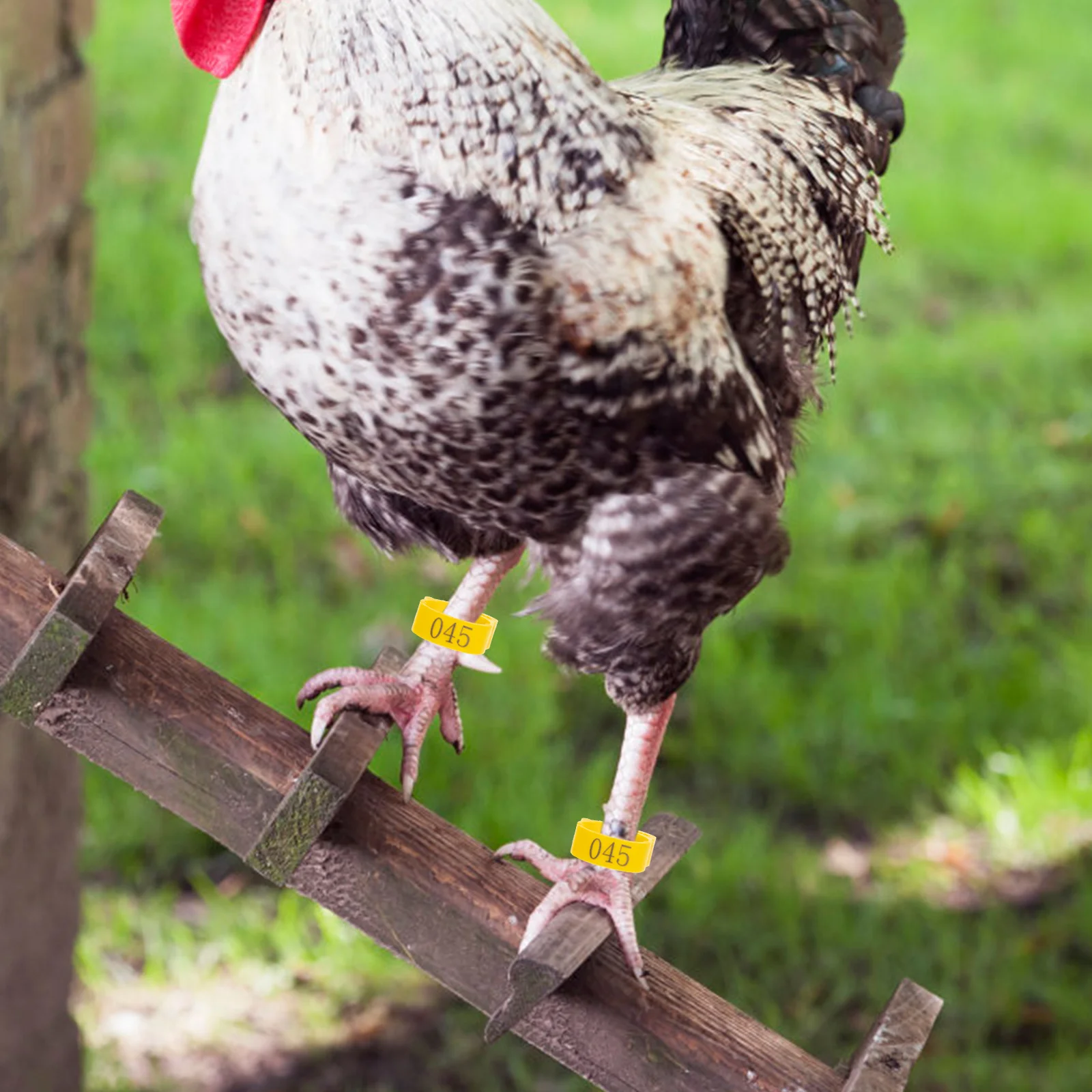 

100Pcs Poultry Leg Rings Bright Colored Easy Apply Remove Chicken Identification Bands for Farm Bird Separation and Tracking