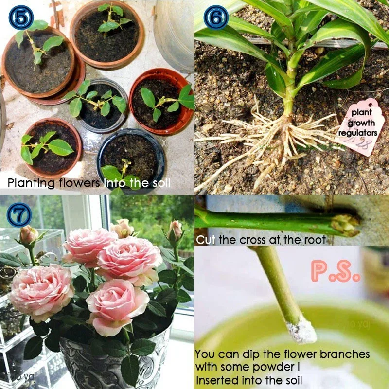 10 Bag 10g Rooting Powder for Cuttings Root Hormone Root Stimulator Fertilizer and Soil Improver Grow New Plants from for Farm gallery 5