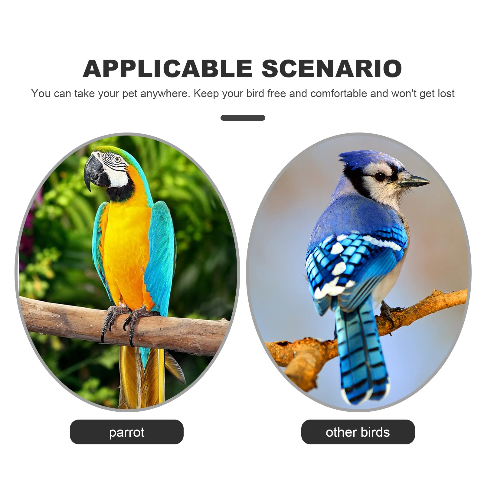 

Stainless Steel Bird Chain Birds Ankle Leash Parrot Accessory Rope Foot Harness