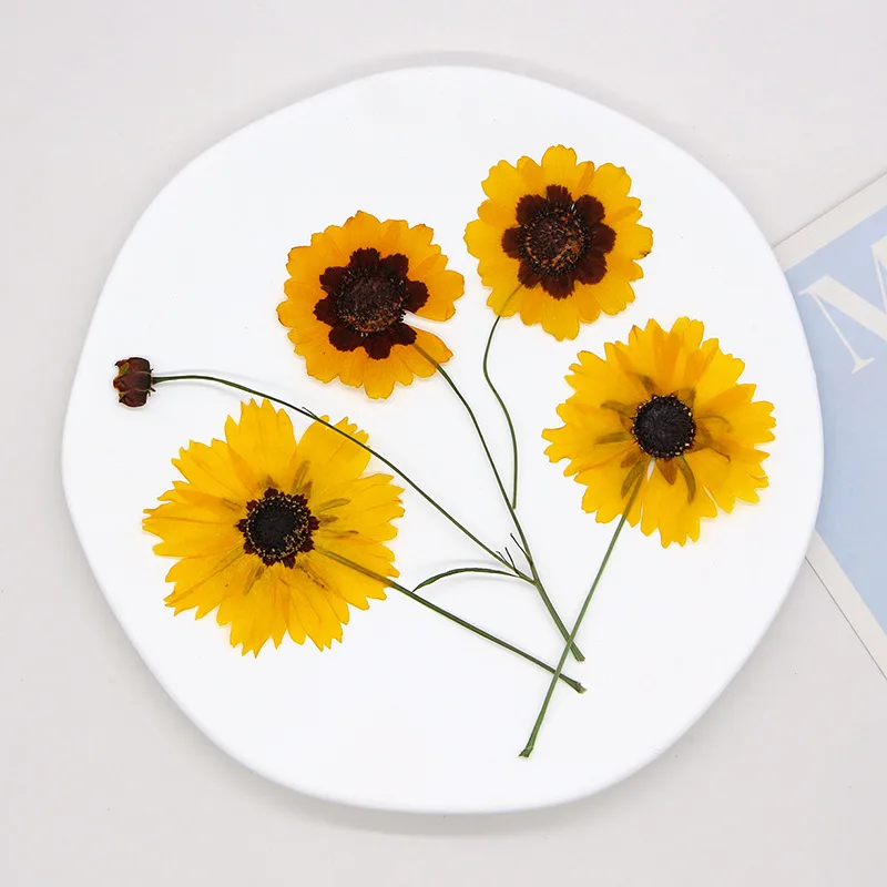 

120pcs Pressed Dried Coreopsis Tinctoria Flower Herbarium For Resin Epoxy Jewelry Card Bookmark Frame Phone Case Makeup Lamp