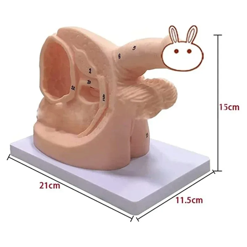 

male Female internal and external genital anatomy model and catheter Human catheterization cannula model teaching aid